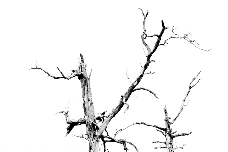 Illustration for article titled 27 Photos Of Barenaked Trees